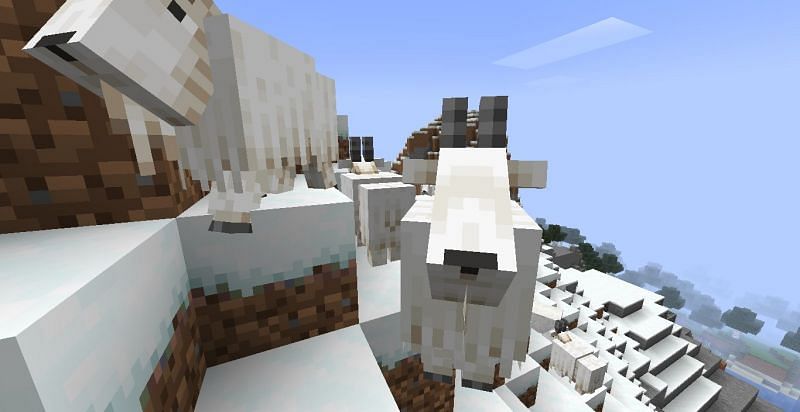 Bleating goats (Image via Minecraft)